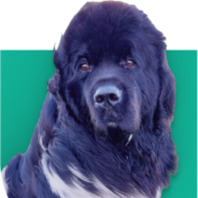 Kleintierpraxis Jever - Logo